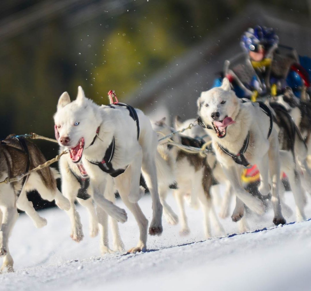 where in the world sled dogs are found